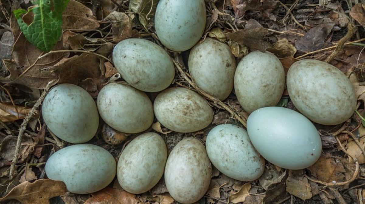 Penyebab Produksi Telur Bebek Menurun Dan Cara Meningkatkannya